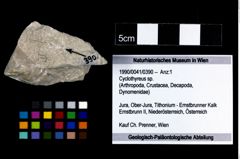 Foto (Objekt + Etikett) von Cyclothyreus sp.  (NHMW-GEO-1990-0041-0390)